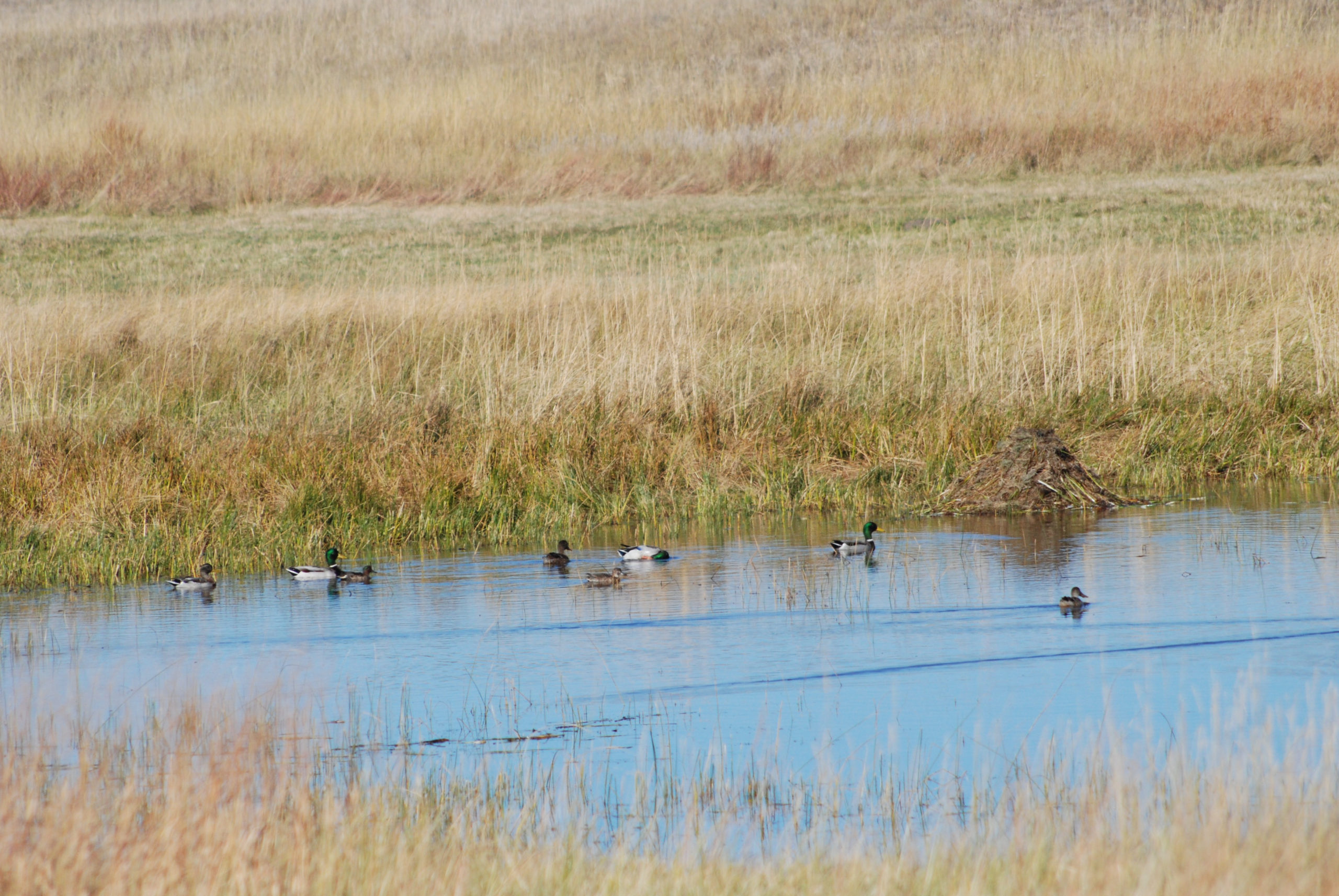 WOTUS Lawsuit Suspended Until Amended Rule Published